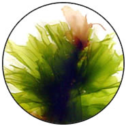 hair_pop01_img3